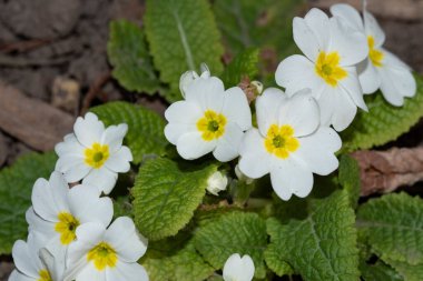 Bahçede büyüyen beyaz çiçekler