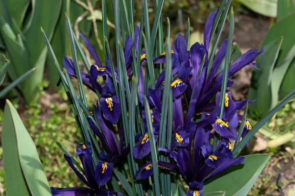 Vackra Lila Blommor Trädgården — Stockfoto