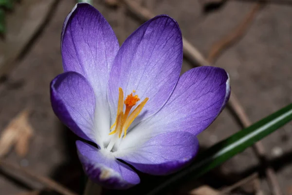 Fleur Crocus Dans Jardin — Photo