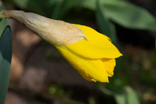 花园里美丽的黄花 — 图库照片