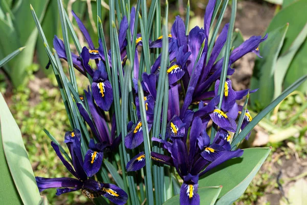 Schöne Lila Blumen Garten — Stockfoto