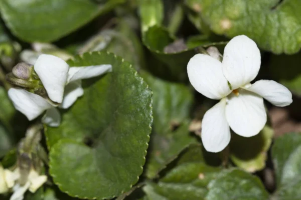 Fiori Bianchi Che Crescono Giardino — Foto Stock