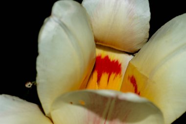 Güzel lale çiçeği siyah arkaplanda izole edilmiş.