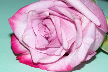 Yeşil zemin üzerine güzel pembe gül