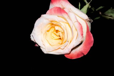 Siyah arkaplanda güzel bir gül