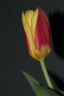 Güzel lale çiçeği siyah arkaplanda izole edilmiş.