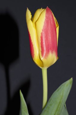 Güzel lale çiçeği siyah arkaplanda izole edilmiş.