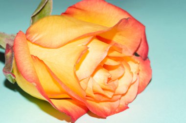 Işıklı arka planda güzel bir gül. Çiçek deseni.