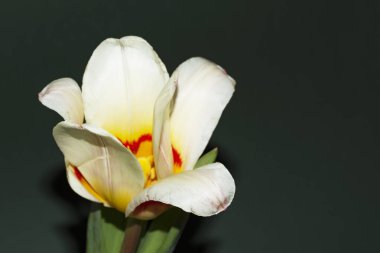 Güzel lale çiçeği siyah arkaplanda izole edilmiş.