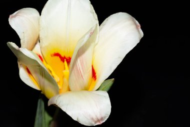 Güzel lale çiçeği siyah arkaplanda izole edilmiş.