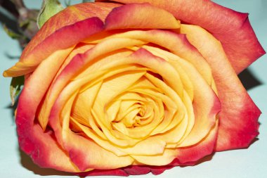 Işıklı arka planda güzel bir gül. Çiçek deseni.