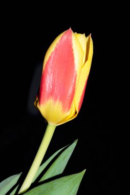 Güzel lale çiçeği siyah arkaplanda izole edilmiş.