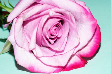 Yeşil zemin üzerine güzel pembe gül