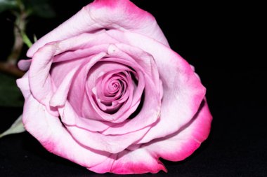 Siyah arkaplanda güzel bir gül