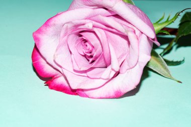 Yeşil zemin üzerine güzel pembe gül