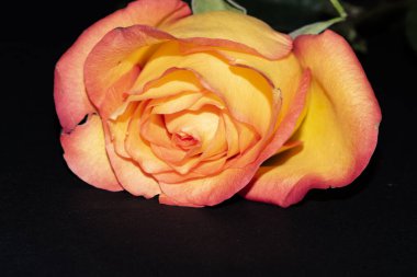 Siyah arkaplanda güzel bir gül