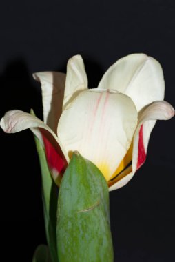 Güzel lale çiçeği siyah arkaplanda izole edilmiş.