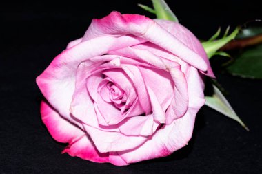 Siyah arkaplanda güzel bir gül