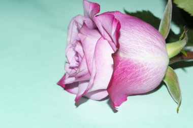 Yeşil zemin üzerine güzel pembe gül