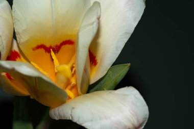 Güzel lale çiçeği siyah arkaplanda izole edilmiş.