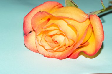 Işıklı arka planda güzel bir gül. Çiçek deseni.