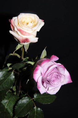 Siyah arka planda güzel güller