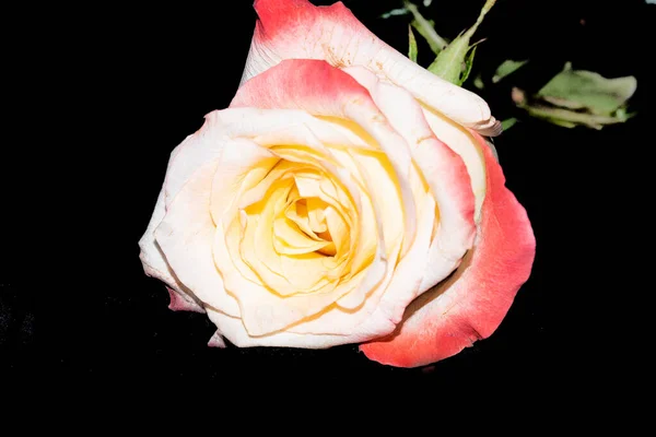 Schöne Rose Auf Schwarzem Hintergrund — Stockfoto