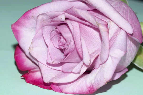 Yeşil zemin üzerine güzel pembe gül