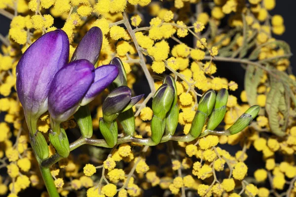 Zblízka Pohled Krásné Květiny Černém Pozadí — Stock fotografie