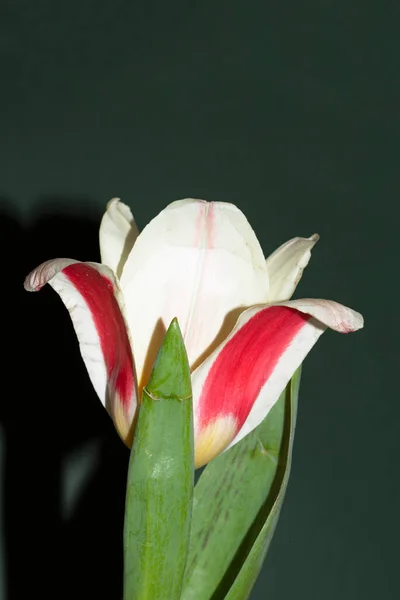 Bela Flor Tulipa Isolado Fundo Preto — Fotografia de Stock