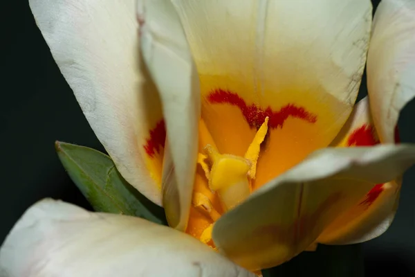 Piękny Kwiat Tulipan Izolowane Czarnym Tle — Zdjęcie stockowe