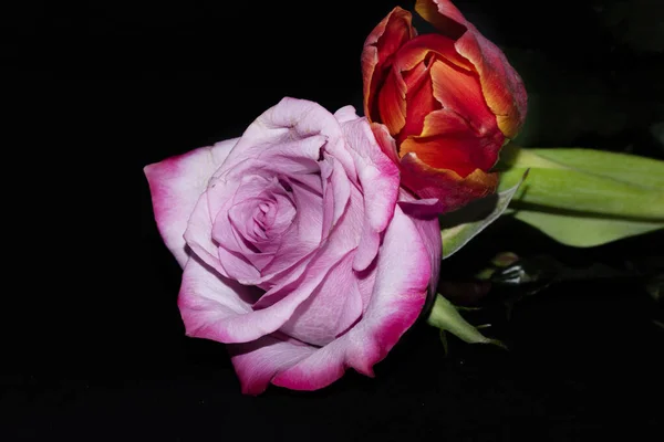 Красиві Квіти Троянд Тюльпанів Чорному Тлі — стокове фото