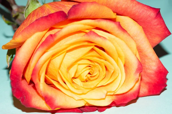 Işıklı arka planda güzel bir gül. Çiçek deseni.