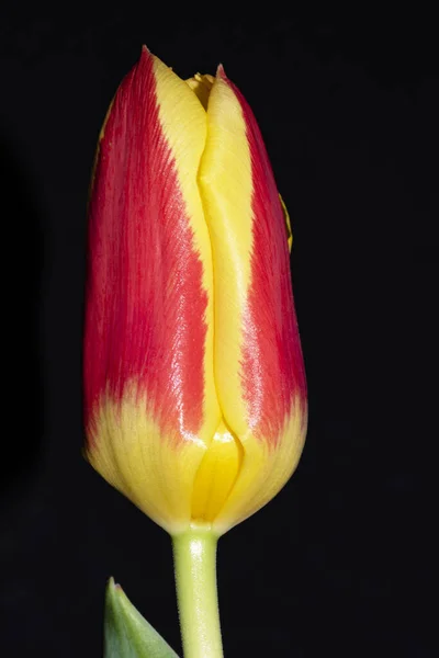 Hermosa Flor Tulipán Aislado Sobre Fondo Negro — Foto de Stock