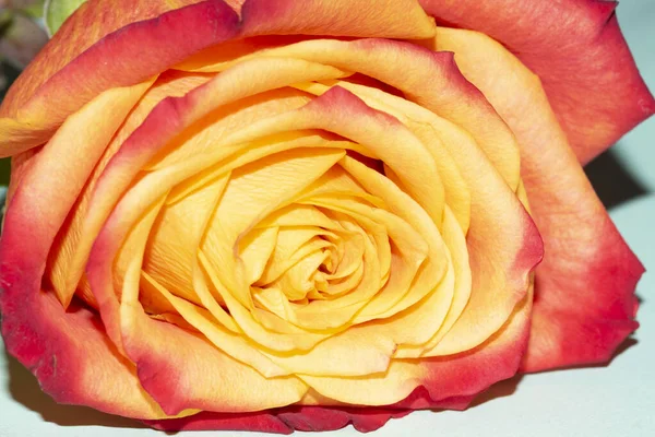 Işıklı arka planda güzel bir gül. Çiçek deseni.