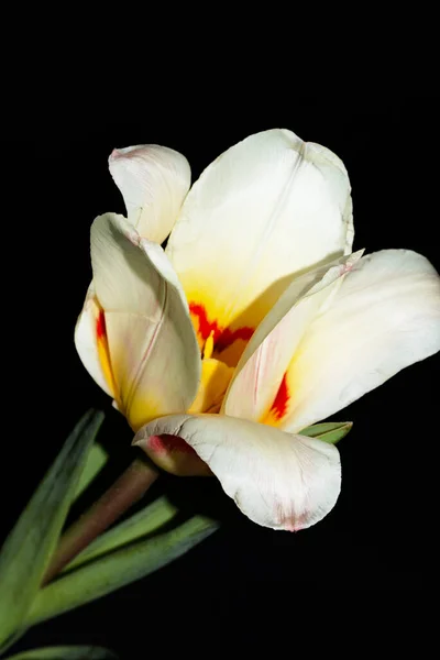 Vacker Tulpan Blomma Isolerad Svart Bakgrund — Stockfoto