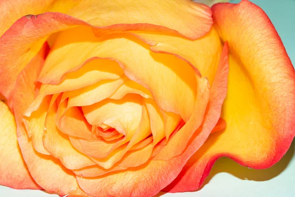 Işıklı arka planda güzel bir gül. Çiçek deseni.