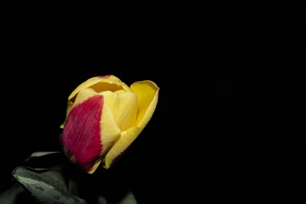 Krásný Tulipán Květiny Izolované Černém Pozadí — Stock fotografie