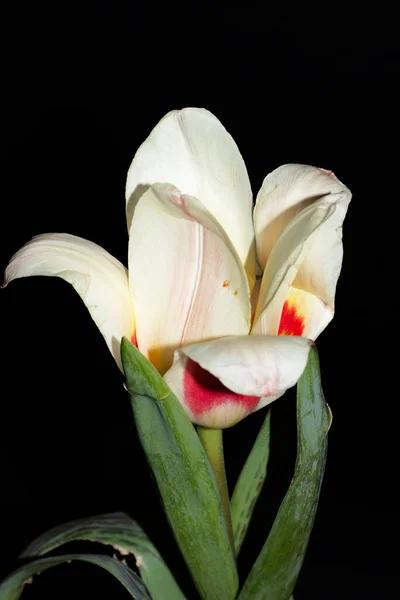 Schöne Tulpenblume Isoliert Auf Schwarzem Hintergrund — Stockfoto