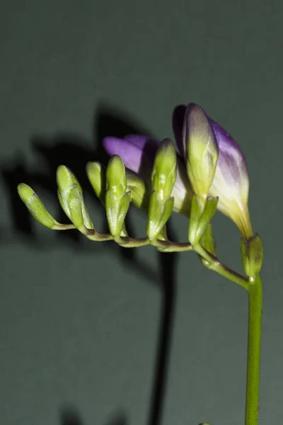 Красиві Квіти Вид Крупним Планом Літня Концепція — стокове фото