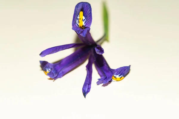 Beautiful Purple Iris Flower White Background — Stock Photo, Image