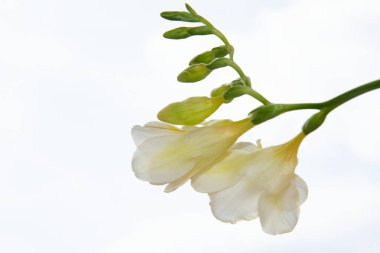 Gökyüzünde beyaz bahar çiçekleri