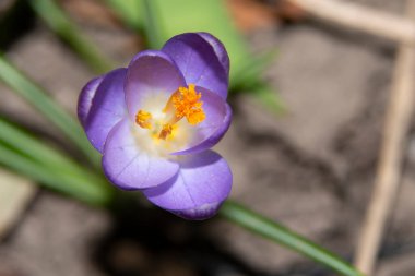 Güzel çiçek tarlasına yakın çekim