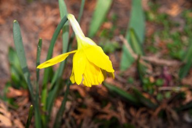 Bahçedeki sarı nergis çiçeği