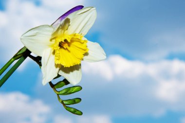 Gökyüzünde bahar çiçeklerinden oluşan güzel bir buket