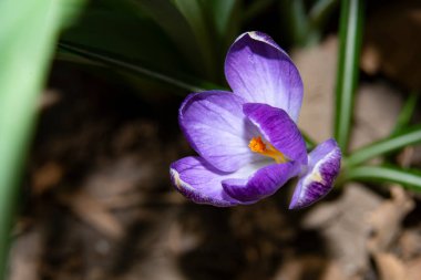 Güzel çiçek tarlasına yakın çekim