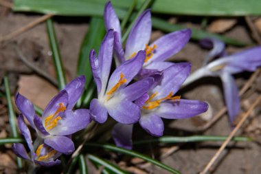 Güzel çiçek tarlalarına yakın çekim
