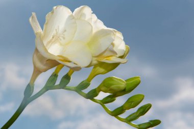 Gökyüzünde beyaz bahar çiçekleri