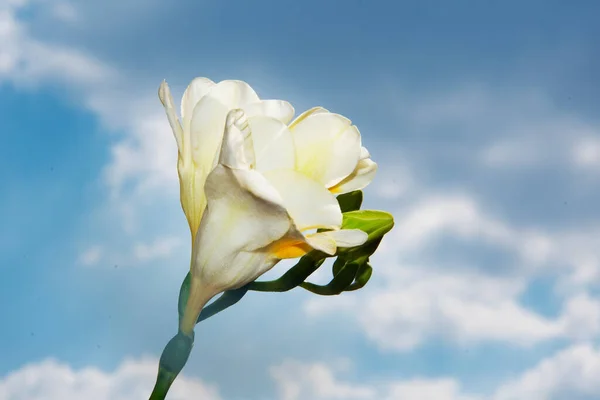Witte Lente Bloemen Lucht Achtergrond — Stockfoto