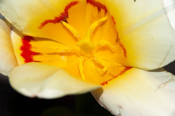 Schöne Gelbe Blume Garten — Stockfoto